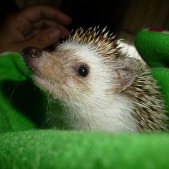 Meet your Posher, Christine - Picture 7 of 9